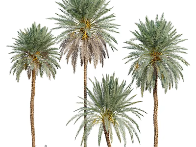 Tall Lush Palm Trees With Green Fronds And Brown Trunks In Different Heights 3d model