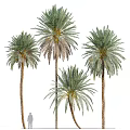 Tall Lush Palm Trees With Green Fronds And Brown Trunks In Different Heights