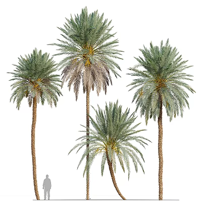 Tall Lush Palm Trees With Green Fronds And Brown Trunks In Different Heights 3d model