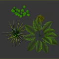 Three Different Green Plants With Slender Yellow Edged Leaves Feathery Fronds And Small Green Leaflets