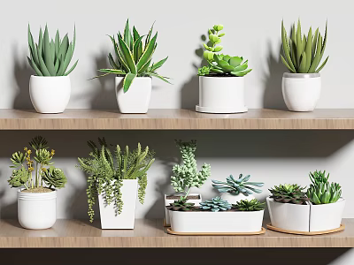 Potted Bonsai Plants Displayed on Wooden Shelves with White Pots and Various Green Plants 3d model