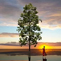 Tall Tree Against Sunset Sky With Clouds Water Reflection And Person In Red Dancing