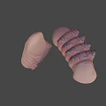 Two Pink Detailed Segmented Biological Larvae 3D Rendered On Gray Background 3d model