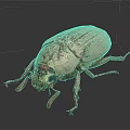 Close Up View Of Pink Striped Beetle With Detailed Features On Dark Background