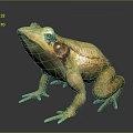 Frog Poison Frog Game Frog Reptile Cold Blooded Animal Reptile 3d model