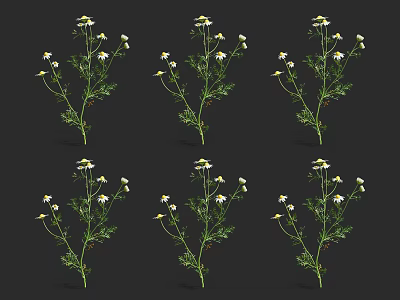 Small White Daisy Like Flowers On Green Stems With Black Background Multiple Plants 3d model
