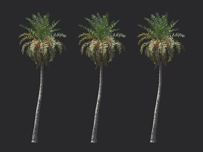 Three Tall Arbor Trees With Slender Trunks And Lush Green Fronds Isolated On Dark Background 3d model