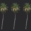 Three Tall Arbor Trees With Slender Trunks And Lush Green Fronds Isolated On Dark Background