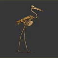 Detailed Animal Skeleton of Bird in Standing Pose with Long Beak and Legs