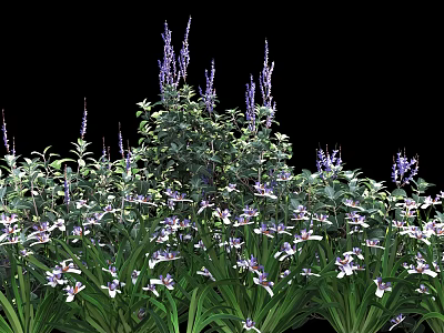Vibrant Purple Flowers With Lush Green Foliage In Dense Garden Plant 3d model