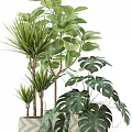 Various Lush Potted Green Plants With Different Leaf Types For Indoor Decoration