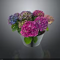 Colorful Hydrangea Flowers Arrangement In Metal Pot With Purple Pink Blooms And Green Leaves