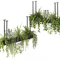 Lush Green Hanging Basket Plants With Trailing Leaves For Indoor Home Decor
