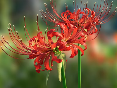 Vibrant Red Spider Lilies With Long Curved Petals And Green Stems In Blurred Green Background 3d model