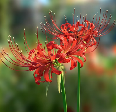 Vibrant Red Spider Lilies With Long Curved Petals And Green Stems In Blurred Green Background 3d model
