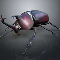 Rhinoceros Beetle With Large Horns And Shiny Dark Exoskeleton On Black Background