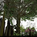 Vibrant Tropical Rainforest Park Landscape With Lush Trees Thick Trunks Hanging Vines And Colorful Flowers