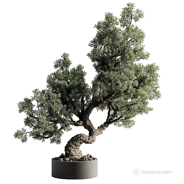 Bonsai Tree With Curved Trunk Lush Foliage And Elegant Shape For Indoor Decorative 3d model 
