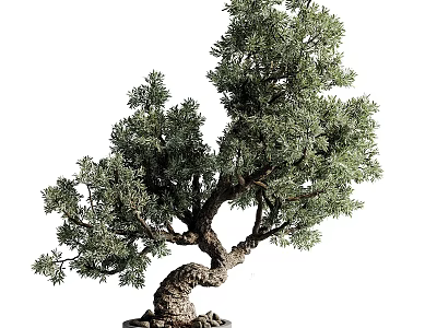 Bonsai Tree With Curved Trunk Lush Foliage And Elegant Shape For Indoor Decorative 3d model