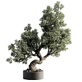 Bonsai Tree With Curved Trunk Lush Foliage And Elegant Shape For Indoor Decorative