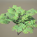 Lush Arbor With Green Leaves And Red Fruits Displaying Vibrant Natural Foliage