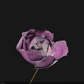 Beautiful Purple Flower with Layered Petals and Green Stem on Black Background