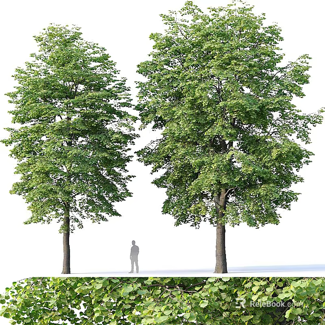 Two Tall Arbor Trees With Lush Green Foliage Thick Trunks And Standing Human Figure 3d model 