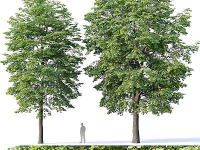 Two Tall Arbor Trees With Lush Green Foliage Thick Trunks And Standing Human Figure 3d model