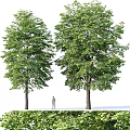 Two Tall Arbor Trees With Lush Green Foliage Thick Trunks And Standing Human Figure