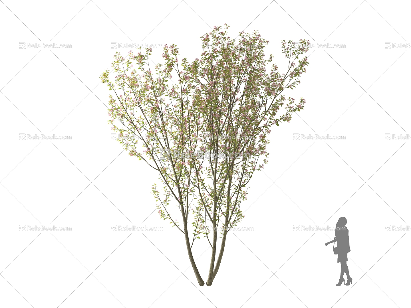 Sagging Begonia Landscape Trees Street Trees Arbor 3d model