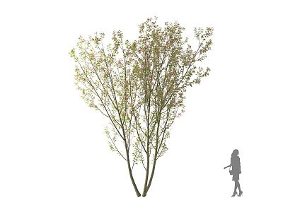 Tall Tree with Multiple Trunks and Green Leaves Near Person Holding Tool in Outdoor Scene 3d model