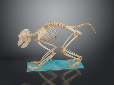 Anatomical Monkey Skeleton Model With Detailed Bone Structure On Blue Base 3d model