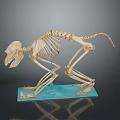 Anatomical Monkey Skeleton Model With Detailed Bone Structure On Blue Base 3d model
