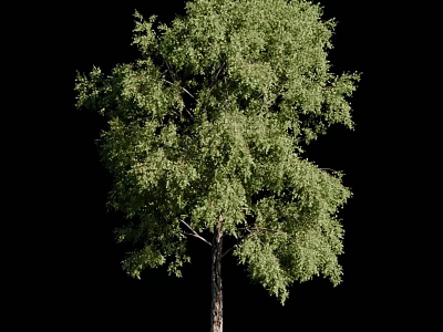 Lush Green Arbor With Dense Foliage And Brown Trunk Isolated On Black 3d model