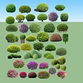 Diverse Ornamental Trees with Varied Shapes Green Purple Foliage and Rounded Forms