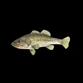 Aquatic Animal Largemouth Bass With Olive Green Body Pale Yellow Fins Isolated On Black Background