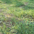 Lush Green Grass and Wild Plants in Natural Outdoor Meadow with Scattered Fallen Leaves