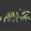 Persimmon tree fruit 3d model