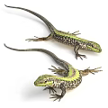 Multiple Green Lizards With Colorful Scales On White Background Display Reptile Features