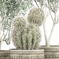 Bonsai Potted Plants with Olive Trees and Cacti in Woven Textured Planters on Metal Stand