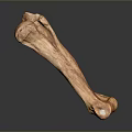 Realistic Anatomical Bone Structure With Natural Brown Texture And Surface Details