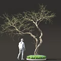 Artistic Bonsai Tree With Twisted Trunk Sparse Branches And Green Plants At Base 3d model