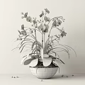 Beautiful White Orchid Bonsai Potted Plant with Green Leaves and Terracotta Pot