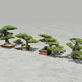 Traditional Pine Bonsai Trees In Different Decorative Pots For Indoor Home Decor