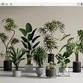 Modern Indoor Potted Plants With Various Leafy Green Species And Stylish Ceramic Metal Planters