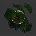 Potted Plant With Green Monstera Leaves In Beige Ceramic Pot For Home Decoration