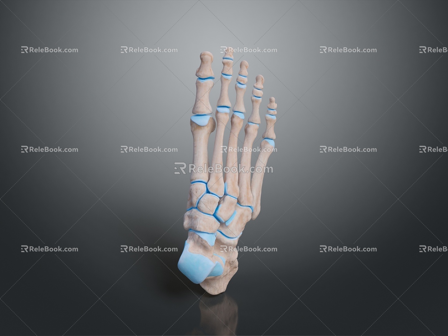 Foot Foot Bone Toe Bone Foot Skeleton Foot Muscle Human Foot Medical Medical Human Body Teaching Aware 3d model