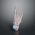 Foot Foot Bone Toe Bone Foot Skeleton Foot Muscle Human Foot Medical Medical Human Body Teaching Aware 3d model