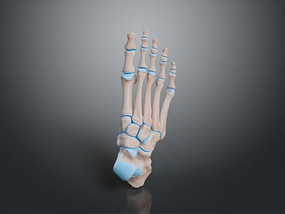 3D Rendered Anatomical Human Foot Bone Model Medical Device for Education 3d model