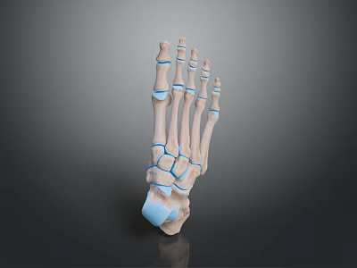 Foot Bone Toe Bone Foot Skeleton Foot Muscle Human Foot Medical Human Body Teaching Aware 3d model
